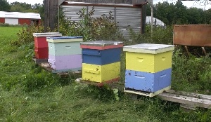 A Home-Based Business Opportunity That Started with Beekeeping Image